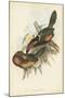 Tropical Toucans V-John Gould-Mounted Art Print