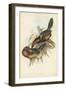 Tropical Toucans V-John Gould-Framed Art Print