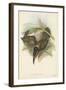 Tropical Toucans VI-John Gould-Framed Art Print