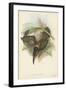 Tropical Toucans VI-John Gould-Framed Art Print