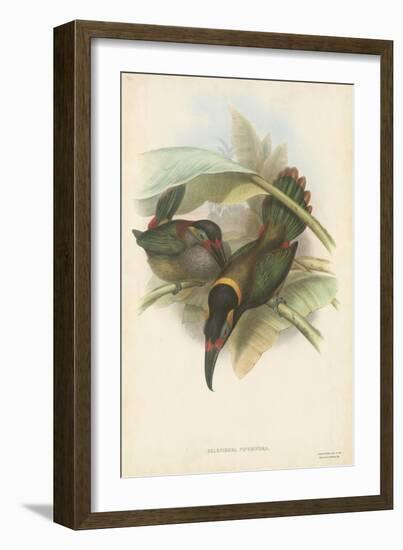 Tropical Toucans VI-John Gould-Framed Art Print