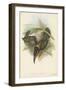 Tropical Toucans VI-John Gould-Framed Art Print