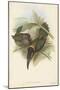 Tropical Toucans VI-John Gould-Mounted Art Print