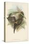 Tropical Toucans VI-John Gould-Stretched Canvas