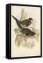 Tropical Toucans VII-John Gould-Framed Stretched Canvas