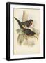 Tropical Toucans VII-John Gould-Framed Art Print