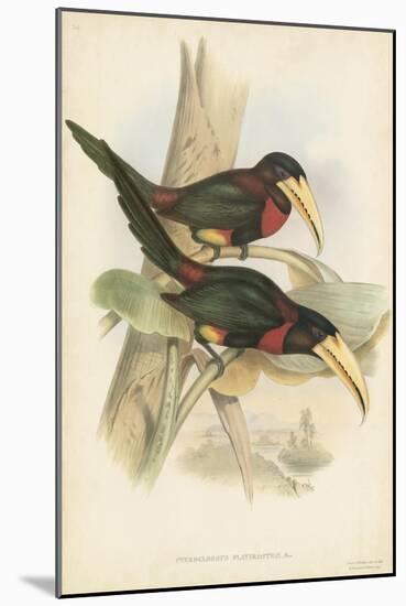 Tropical Toucans VII-John Gould-Mounted Art Print