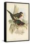 Tropical Toucans VII-John Gould-Framed Stretched Canvas