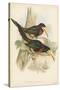 Tropical Toucans VII-John Gould-Stretched Canvas