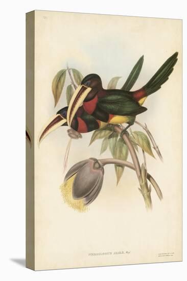 Tropical Toucans VIII-John Gould-Stretched Canvas