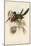 Tropical Toucans VIII-John Gould-Mounted Art Print