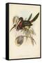 Tropical Toucans VIII-John Gould-Framed Stretched Canvas
