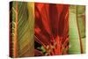 Tropical Treasure I-John Seba-Stretched Canvas