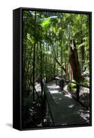 Tropical Trees on Fraser Island, UNESCO World Heritage Site, Queensland, Australia, Pacific-Michael Runkel-Framed Stretched Canvas