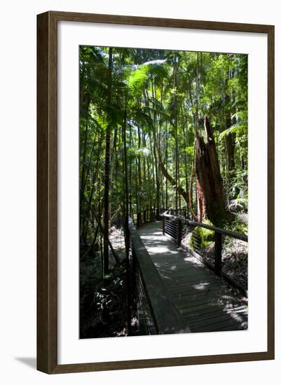 Tropical Trees on Fraser Island, UNESCO World Heritage Site, Queensland, Australia, Pacific-Michael Runkel-Framed Photographic Print