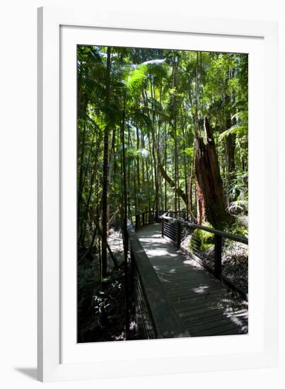 Tropical Trees on Fraser Island, UNESCO World Heritage Site, Queensland, Australia, Pacific-Michael Runkel-Framed Photographic Print