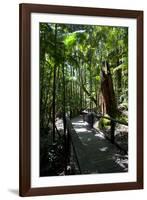 Tropical Trees on Fraser Island, UNESCO World Heritage Site, Queensland, Australia, Pacific-Michael Runkel-Framed Photographic Print