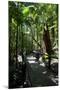 Tropical Trees on Fraser Island, UNESCO World Heritage Site, Queensland, Australia, Pacific-Michael Runkel-Mounted Photographic Print