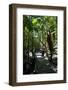 Tropical Trees on Fraser Island, UNESCO World Heritage Site, Queensland, Australia, Pacific-Michael Runkel-Framed Photographic Print