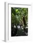 Tropical Trees on Fraser Island, UNESCO World Heritage Site, Queensland, Australia, Pacific-Michael Runkel-Framed Photographic Print