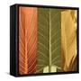 Tropical Trio I-John Seba-Framed Stretched Canvas