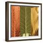 Tropical Trio I-John Seba-Framed Art Print