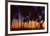 Tropical Twilight-Mike Toy-Framed Giclee Print