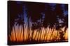 Tropical Twilight-Mike Toy-Stretched Canvas