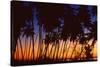 Tropical Twilight-Mike Toy-Stretched Canvas