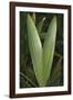 Tropical Type V - Botanical-Mike Toy-Framed Giclee Print