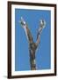 Tropical Type Y - Tree-Mike Toy-Framed Giclee Print