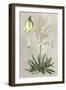 Tropical Varieties I-Pancrace Bessa-Framed Art Print