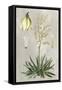 Tropical Varieties I-Pancrace Bessa-Framed Stretched Canvas