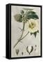 Tropical Varieties II-Pancrace Bessa-Framed Stretched Canvas