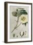 Tropical Varieties II-Pancrace Bessa-Framed Art Print