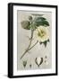 Tropical Varieties II-Pancrace Bessa-Framed Art Print