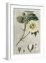 Tropical Varieties II-Pancrace Bessa-Framed Art Print