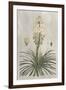 Tropical Varieties III-Pancrace Bessa-Framed Art Print