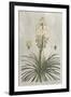 Tropical Varieties III-Pancrace Bessa-Framed Art Print