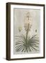 Tropical Varieties III-Pancrace Bessa-Framed Art Print