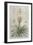 Tropical Varieties III-Pancrace Bessa-Framed Art Print