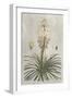 Tropical Varieties III-Pancrace Bessa-Framed Art Print