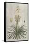 Tropical Varieties III-Pancrace Bessa-Framed Stretched Canvas