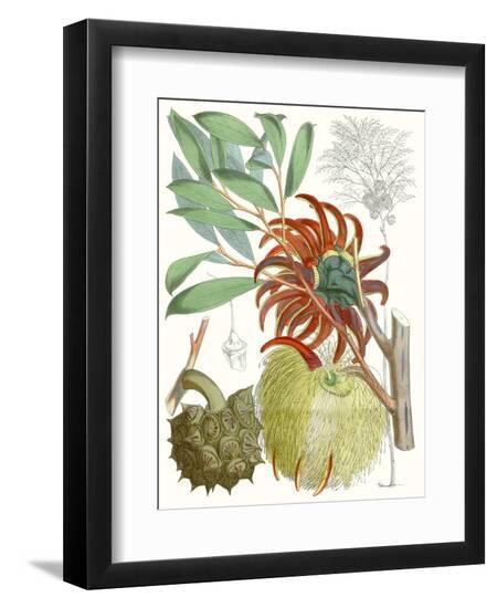 Tropical Variety IV-Curtis-Framed Art Print
