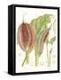 Tropical Variety VI-Curtis-Framed Stretched Canvas