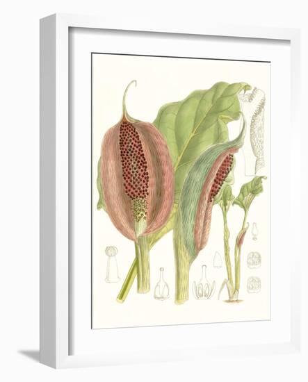 Tropical Variety VI-Curtis-Framed Art Print