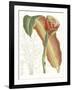 Tropical Variety VII-Curtis-Framed Art Print