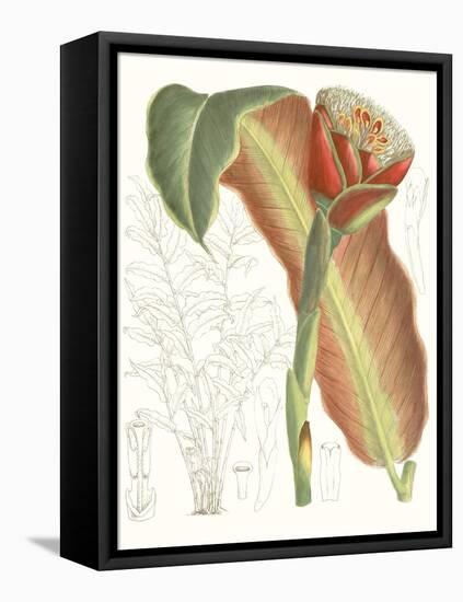 Tropical Variety VII-Curtis-Framed Stretched Canvas