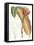 Tropical Variety VII-Curtis-Framed Stretched Canvas