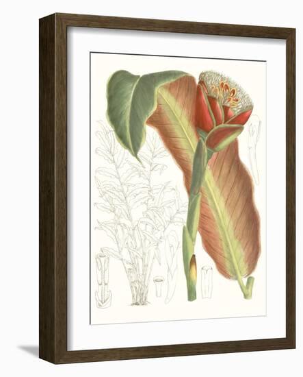 Tropical Variety VII-Curtis-Framed Art Print